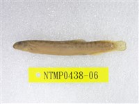 藏品(泥鰍)的圖片